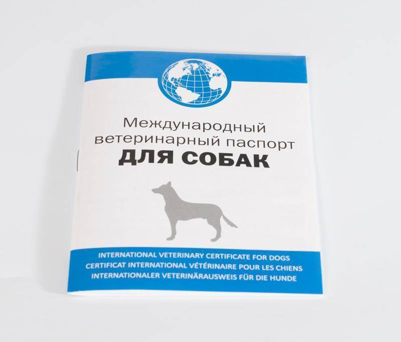 Как сделать ветеринарный паспорт кошке? (инструкция)