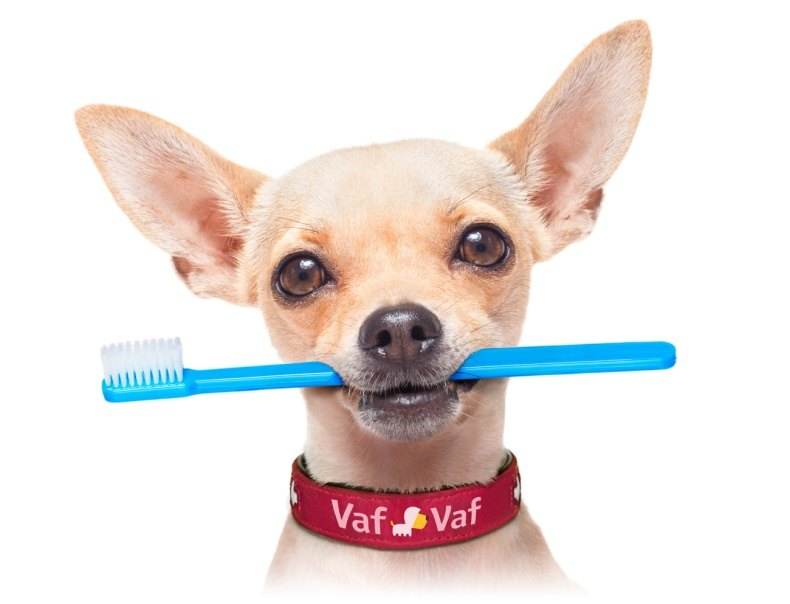 Как правильно чистить зубы собаке в домашних условиях и как часто это нужно делать