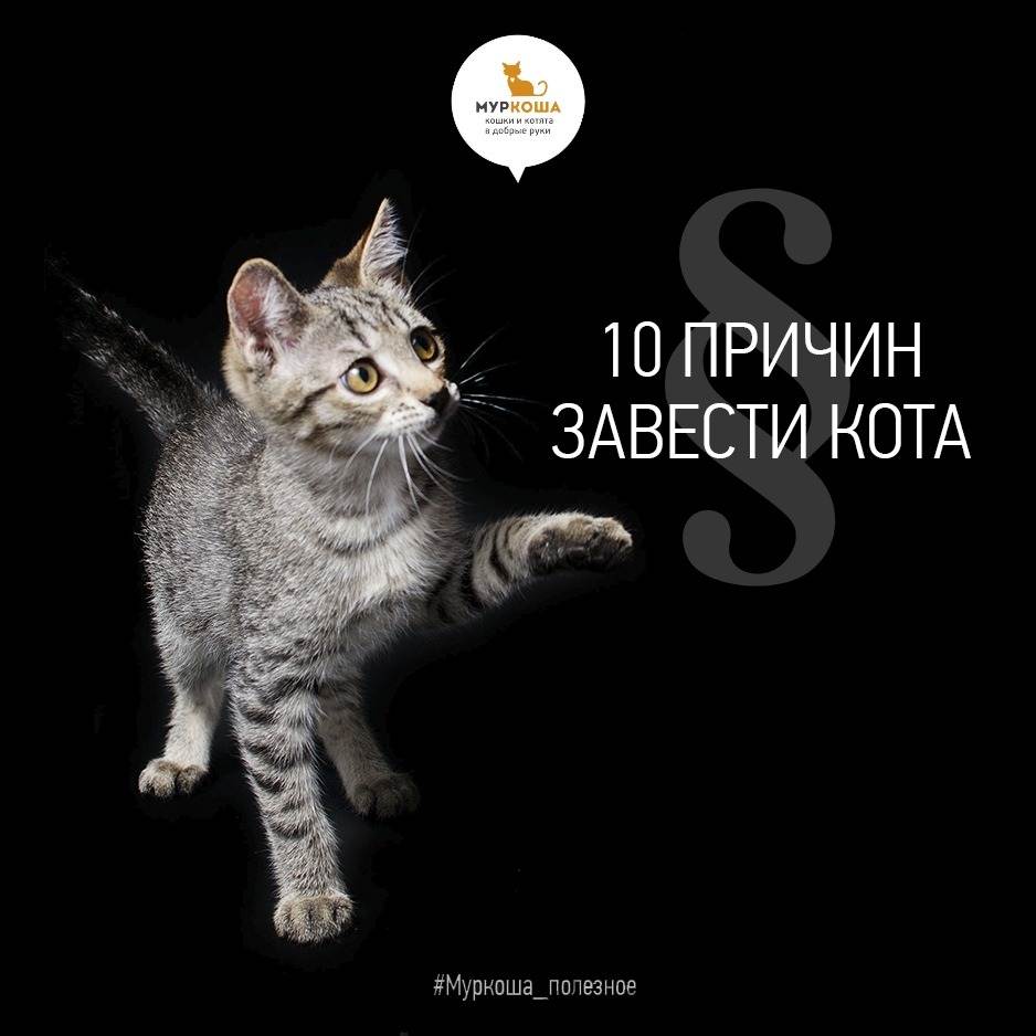 10 научно обоснованных причин завести у себя в доме кота