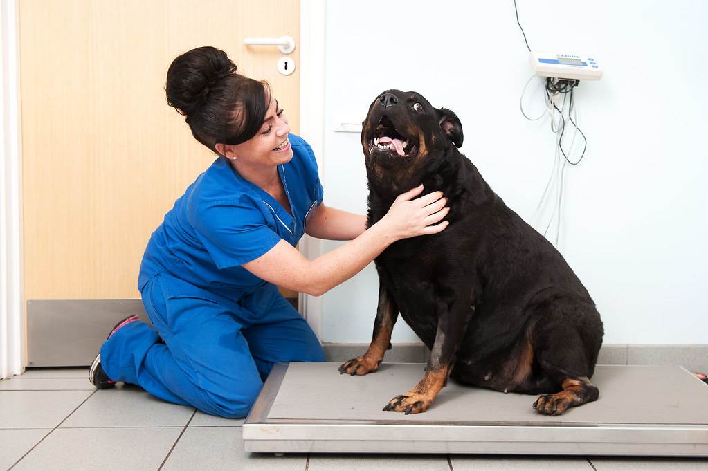 Ожирение у собак – причины появления и что делать