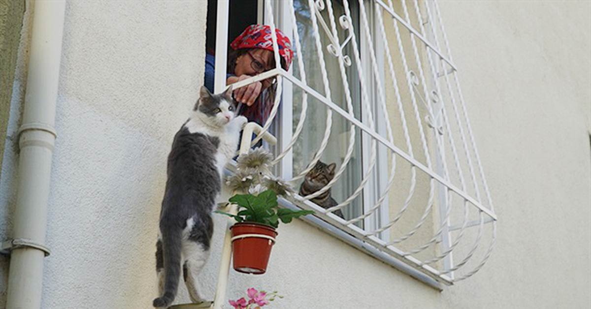 Пропал кот: как узнать, живой ли он, что делать, если кошка потерялась, почему животное уходит из дома