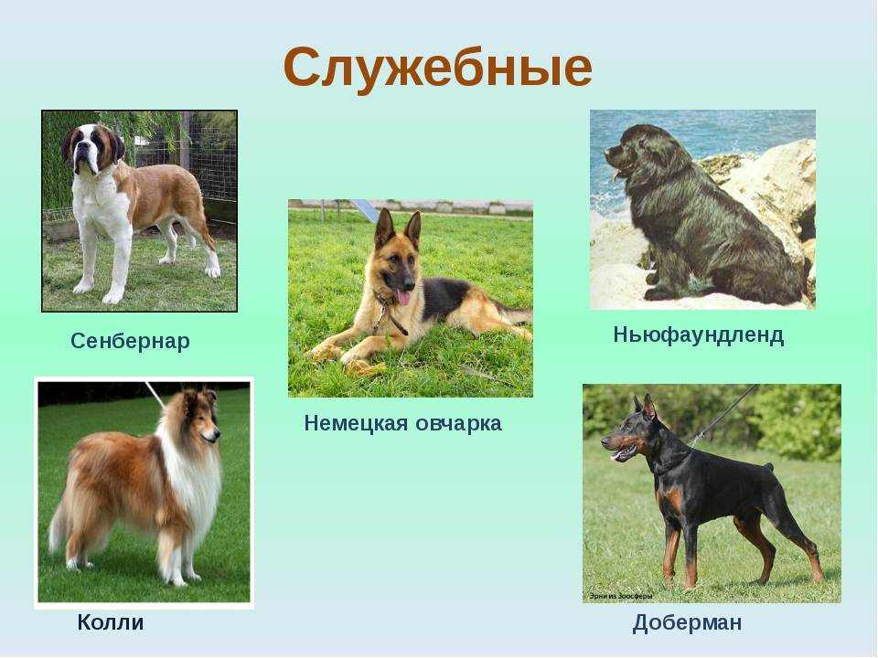Лучшие служебные собаки. служебные собаки: породы :: syl.ru