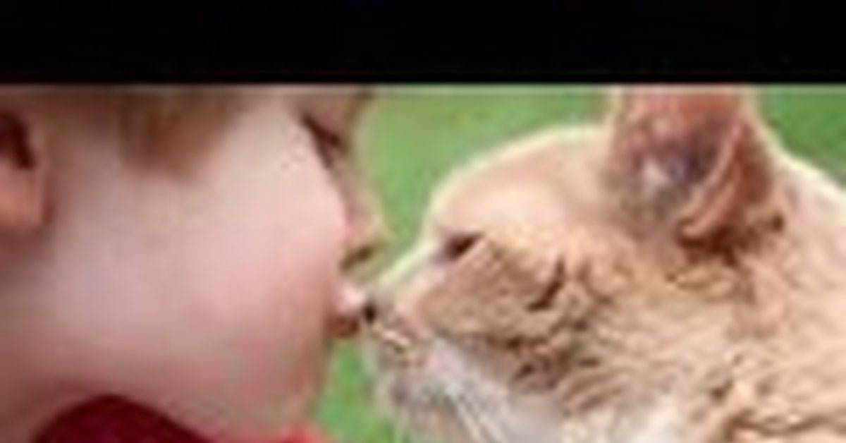 Почему нельзя целовать кошек, возможные заболевания