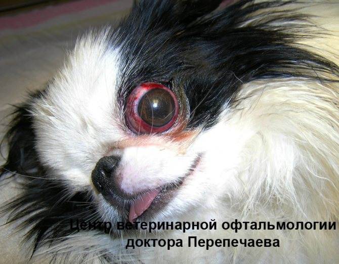 Порода собак у которой выпадают глаза: причины и симптомы, список