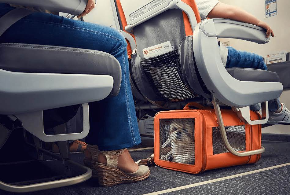 В отпуск с собакой: как везти питомца в поезде?