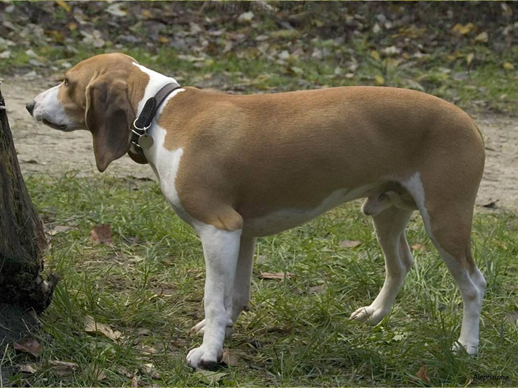 Большой швейцарский зенненхунд — 110 фото, описание породы, уход, питание и дрессура собаки
