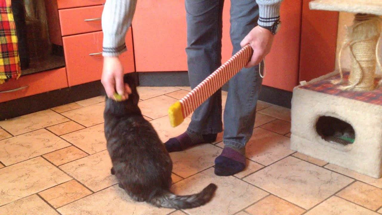 Как дрессировать кошку