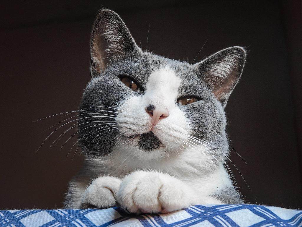 Эгейская кошка - описание породы и характер кошки