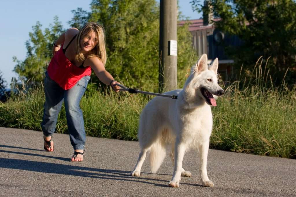 10 упражнений отучить собаку тянуть поводок
