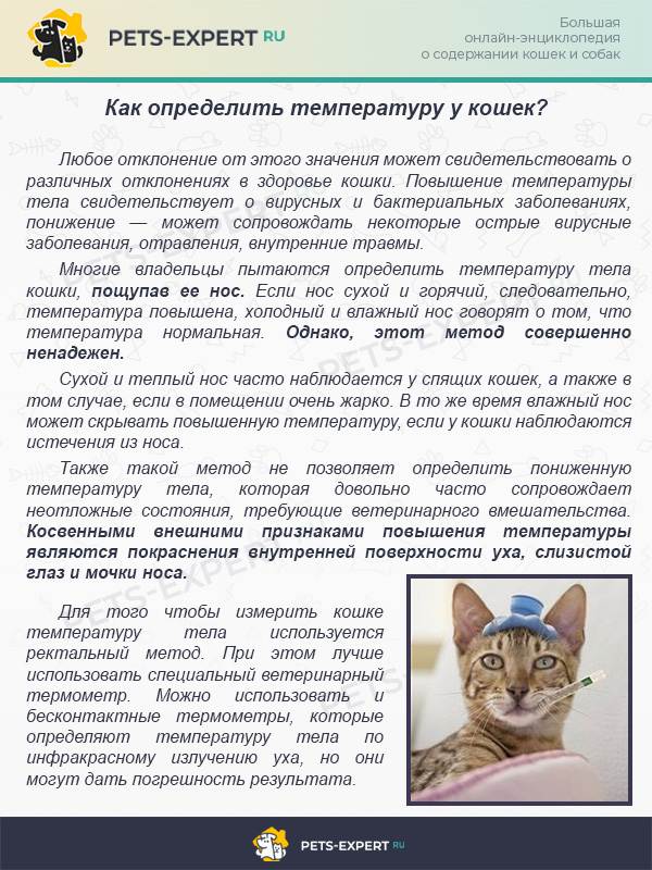 Температура у кошек [нормальная, повышенная, пониженная] - kotiko.ru