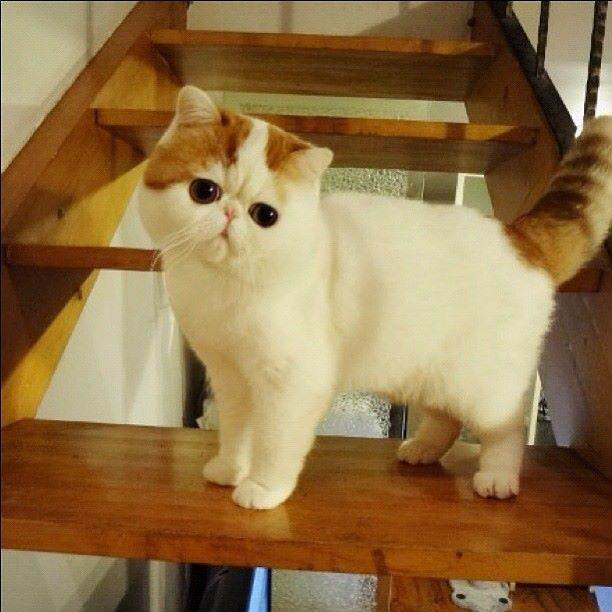 ᐉ японский кот снупи: описание породы, характер - kcc-zoo.ru