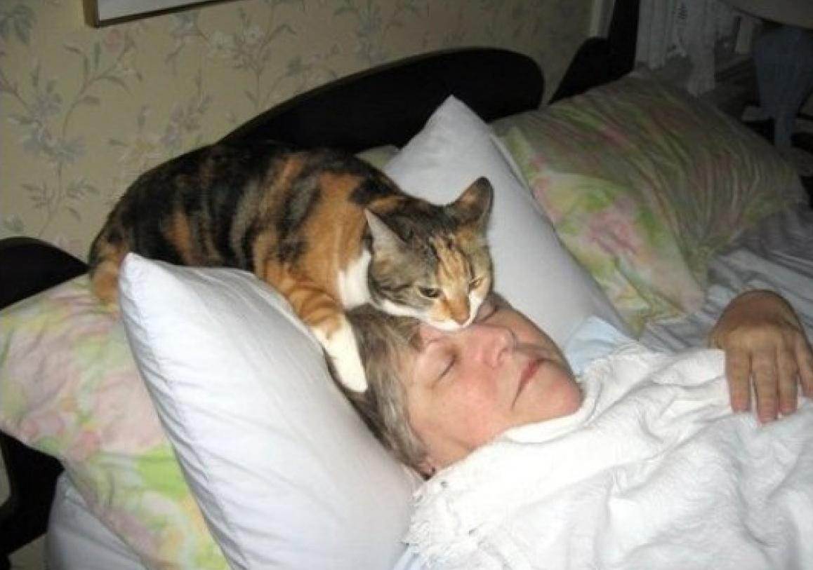 Почему кошка ложится на место, где спал хозяин, приметы об отдыхе котов