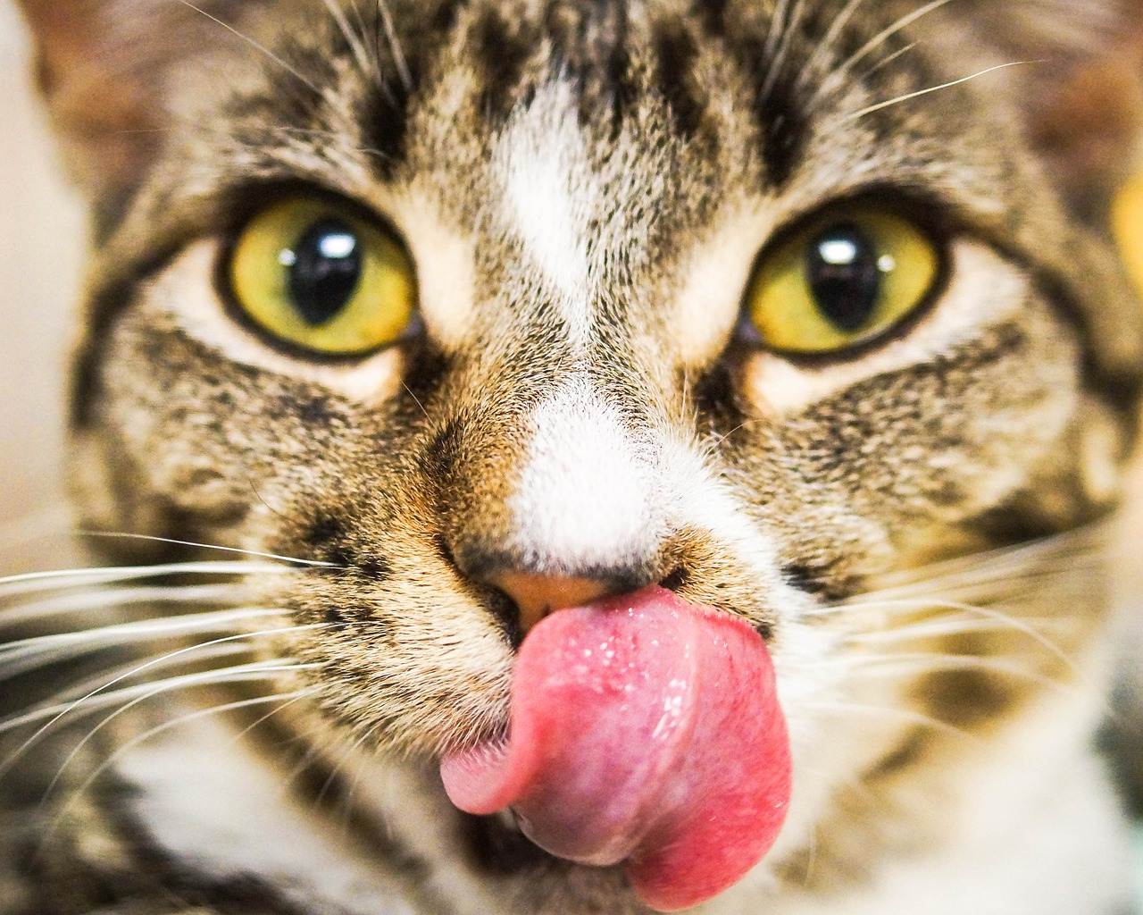 Почему кошки высовывают язык: рассматриваем проблему со всех сторон | ваши питомцы