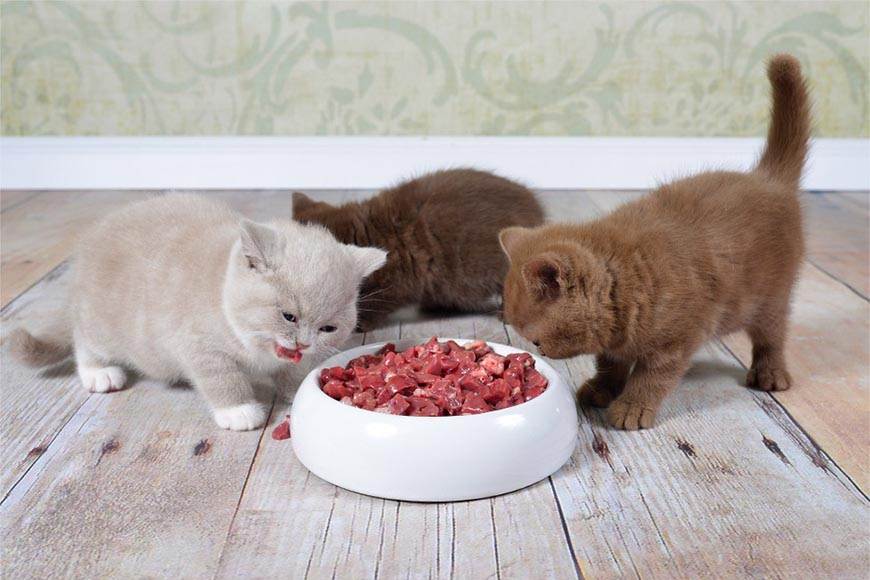 Рацион питания для котят шотландской и британской породы