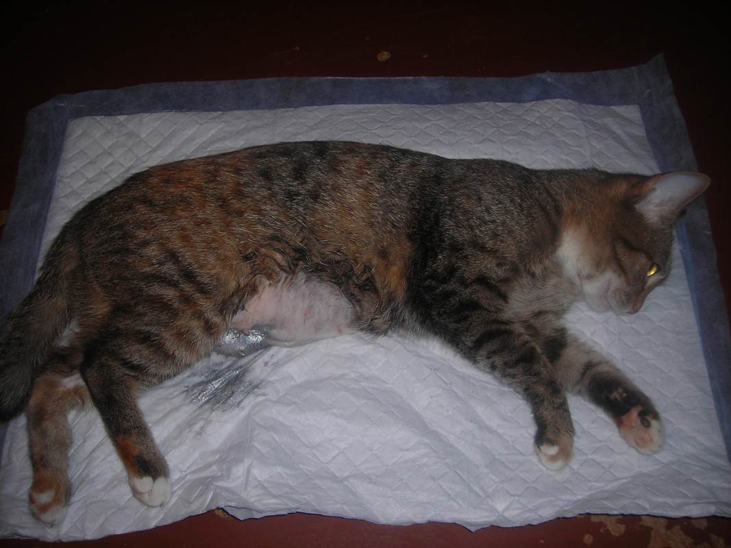 Можно ли стерилизовать беременную кошку - ветеринарная клиника