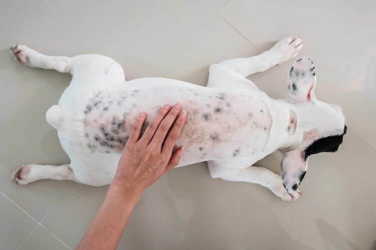 Блошиный дерматит у собак: способы заражения, клиническая картина | блог ветклиники "беланта"