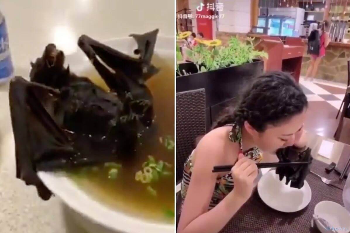 Почему китайцы едят собак и летучих мышей ????