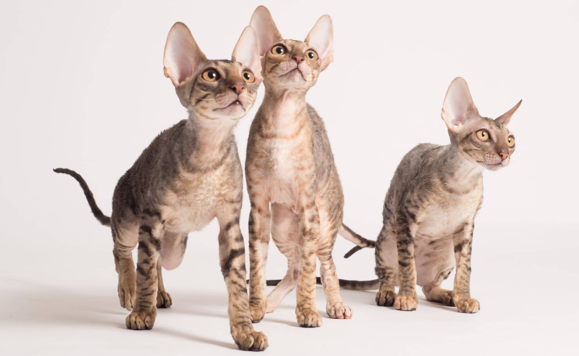 Порода кошки девон-рекс: характеристики, фото, характер, правила ухода и содержания - petstory