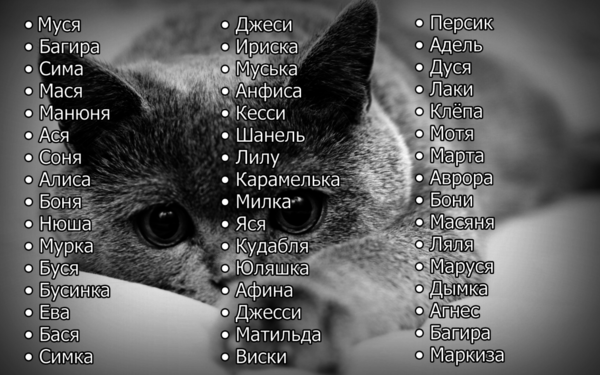 Как назвать вислоухого кота мальчика и девочку: 657 русских смешных имён на 2022 год