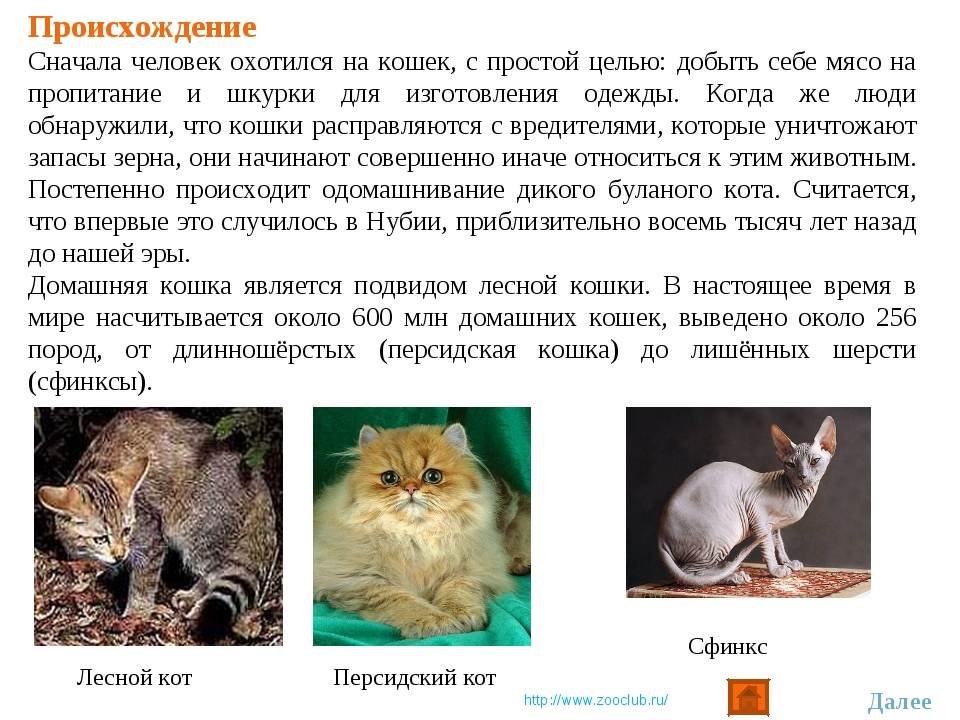 Истории пород кошек
