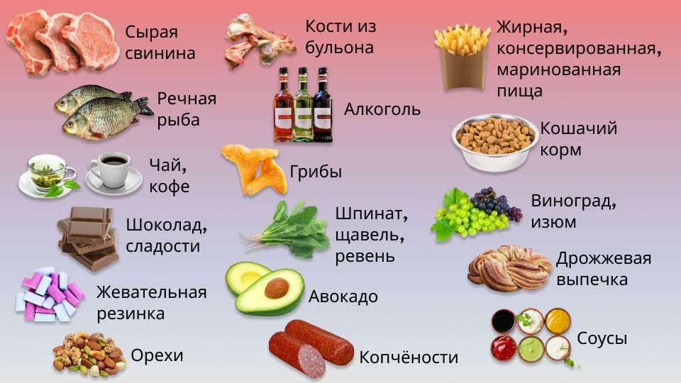 ᐉ чем нельзя кормить щенка? - ➡ motildazoo.ru