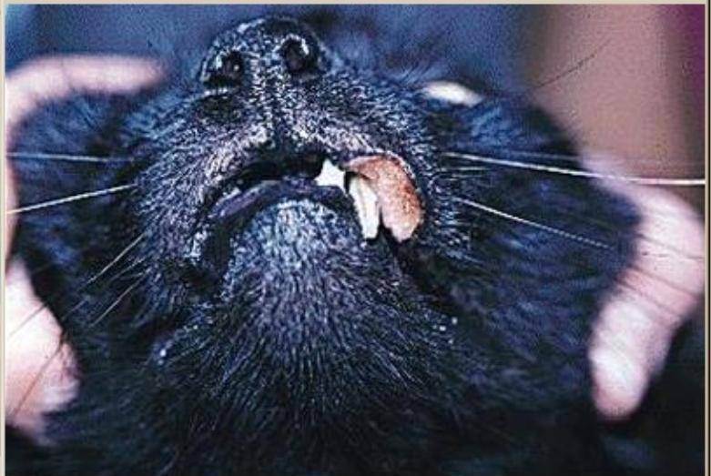 Что такое гранулема у кошек и как ее лечить