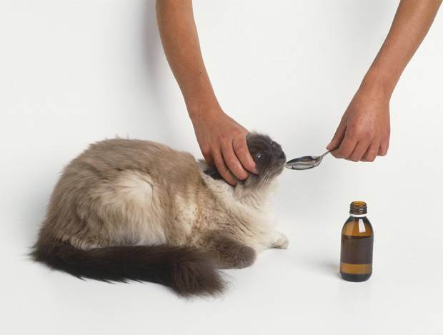 Что делать, если кот отравился: лечим кошачье отравление