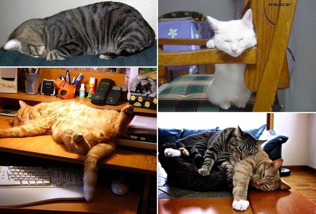 Почему кошки много спят: особенности кошачьего сна и его нарушения | ваши питомцы