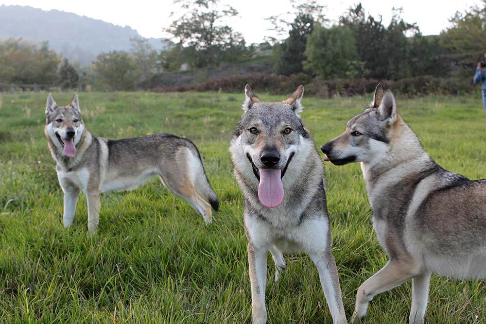 Волкособ (гибрид собаки и волка): описание, характер, содержание, уход, фото