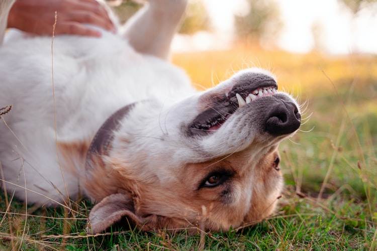 Мастит у собаки на фото: почему бывает и как лечитьветлечебница рос-вет