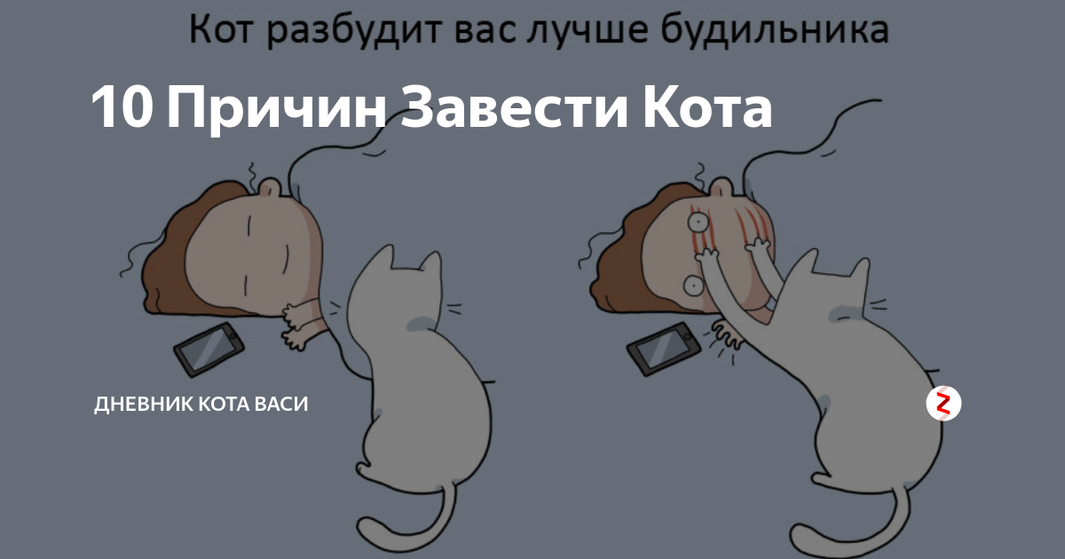 10 научно обоснованных причин завести кота - gafki.ru