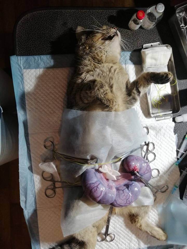 Лапароскопическая стерилизация кошек: показания, противопоказания