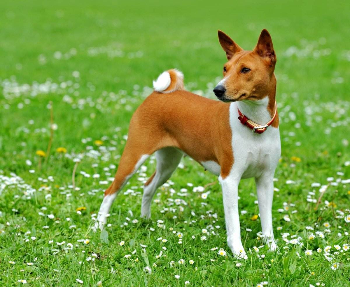 Породы собак которые не линяют и не пахнут — название, фото, описание