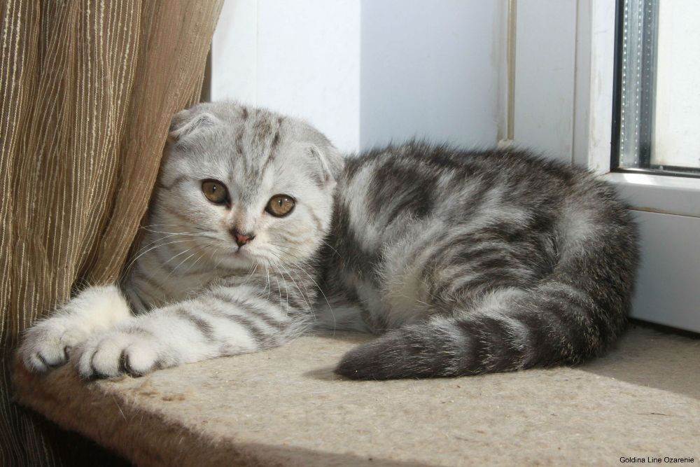 Порода кота из рекламы «вискас»: окрас и характер