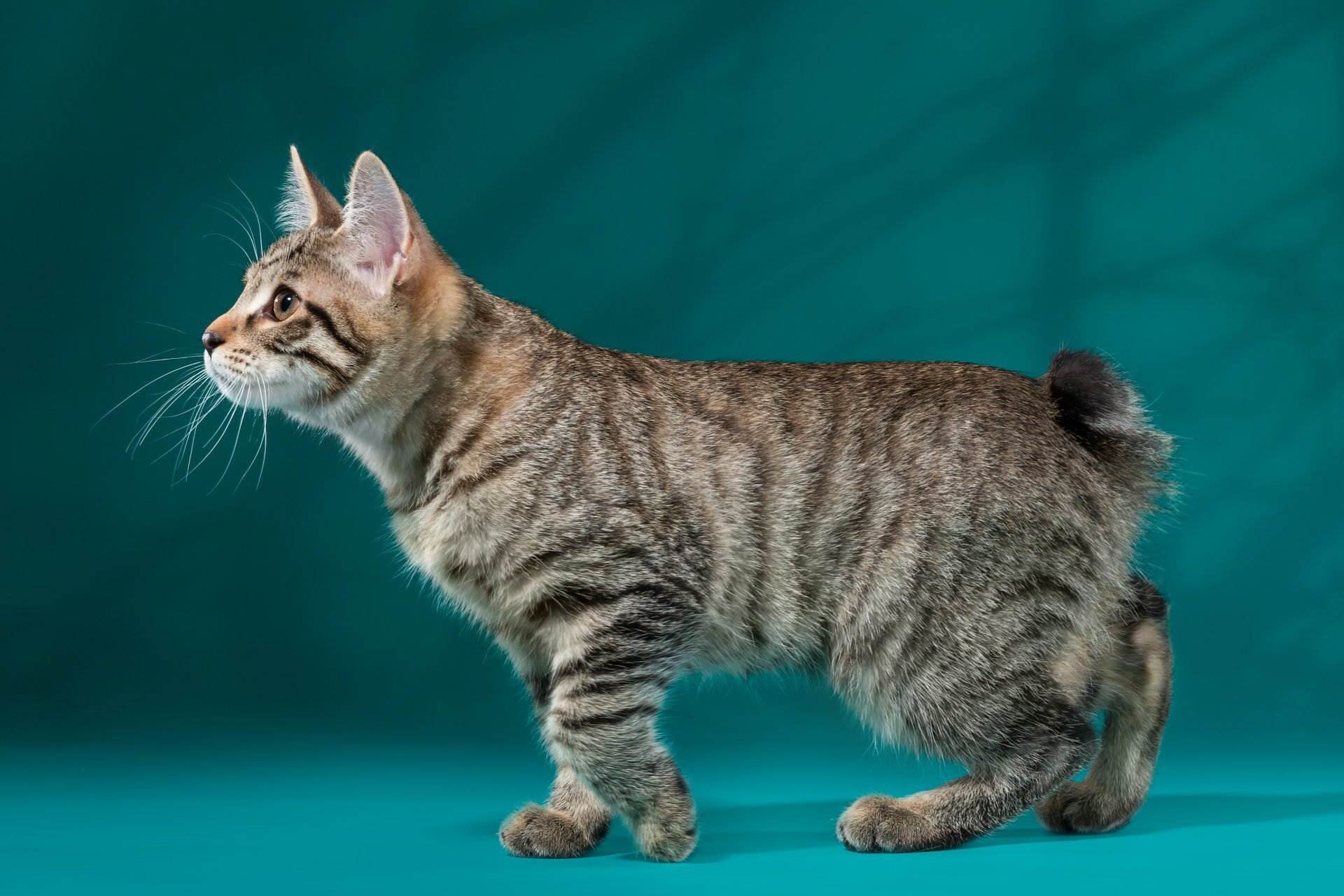Порода кошки американский бобтейл: характеристики, фото, характер, правила ухода и содержания - petstory