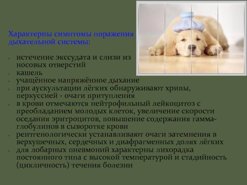 Неотложные состояния собак. первая помощь по пути к ветеринару