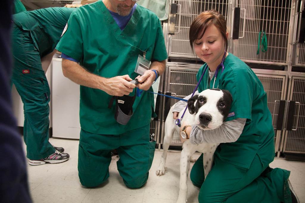 Методы диагностики в оториноларингологии - лечение кошек и собак в ветеринарном центре санавет