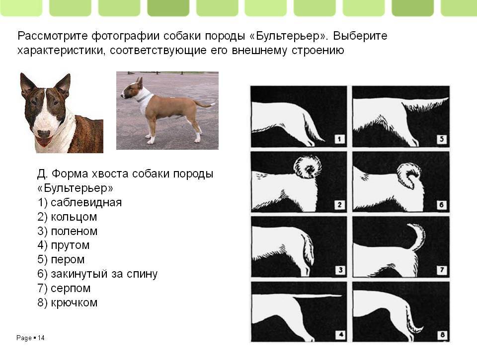 Собака дворняжка. краткое описание: выбрать дворняжку или собаку породистую