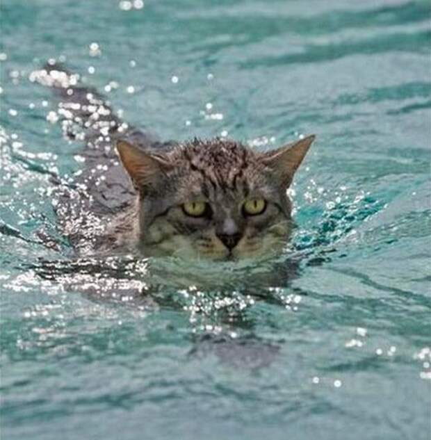 ᐉ почему коты не любят купаться исследовательская работа, плавают ли кошки? - zooshop-76.ru