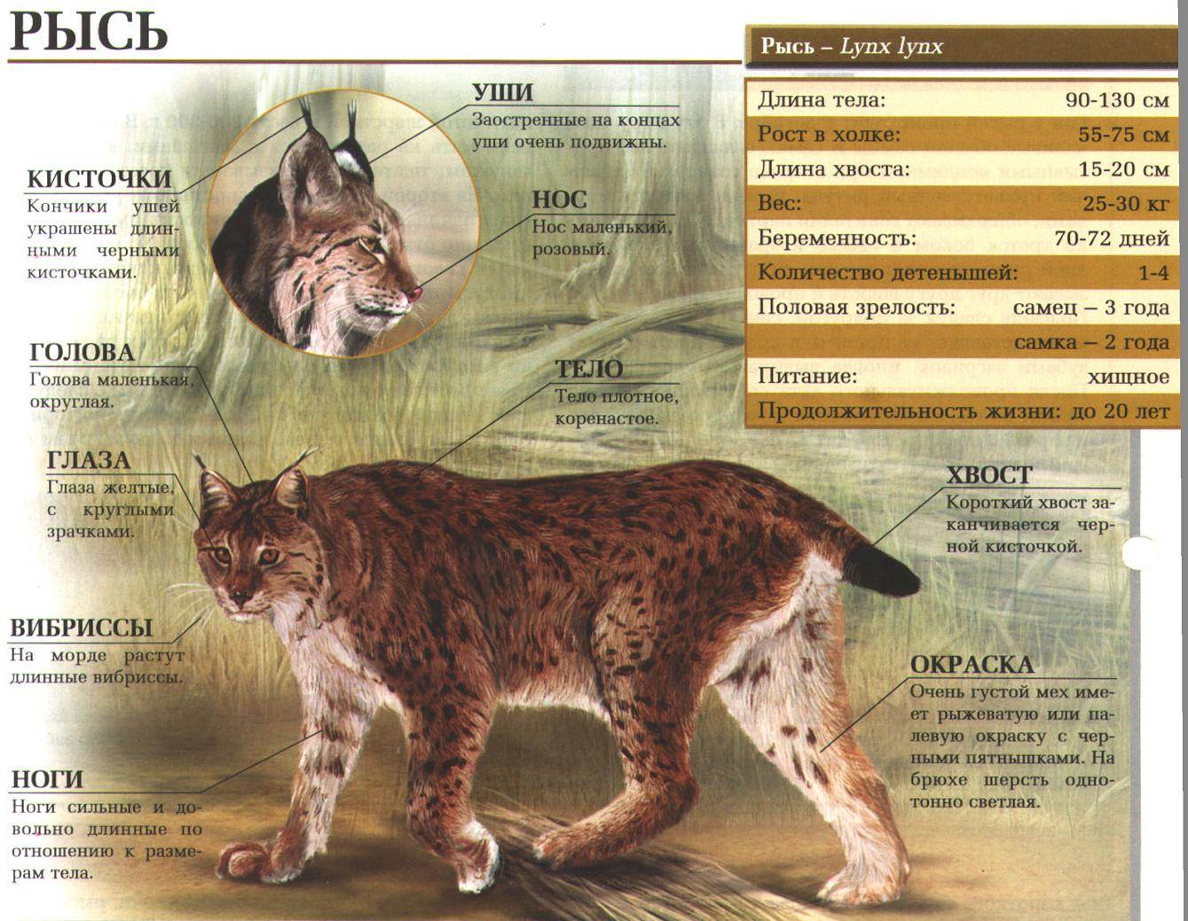 Породы кошек, похожих на рысь: описание, характер, советы по содержанию и уходу, фото