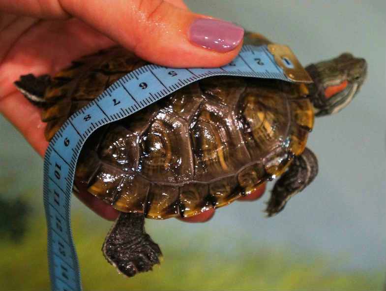 Сколько живут сухопутные черепахи дома