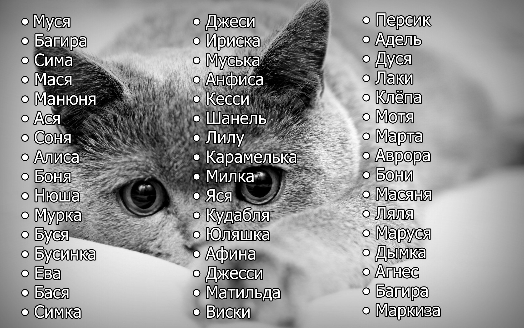 Имена для серых котят мальчиков и девочек по алфавиту