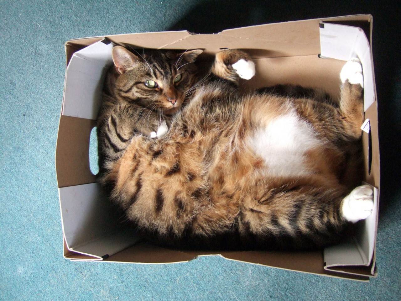 Почему кошки так любят коробки и пакеты | hill's