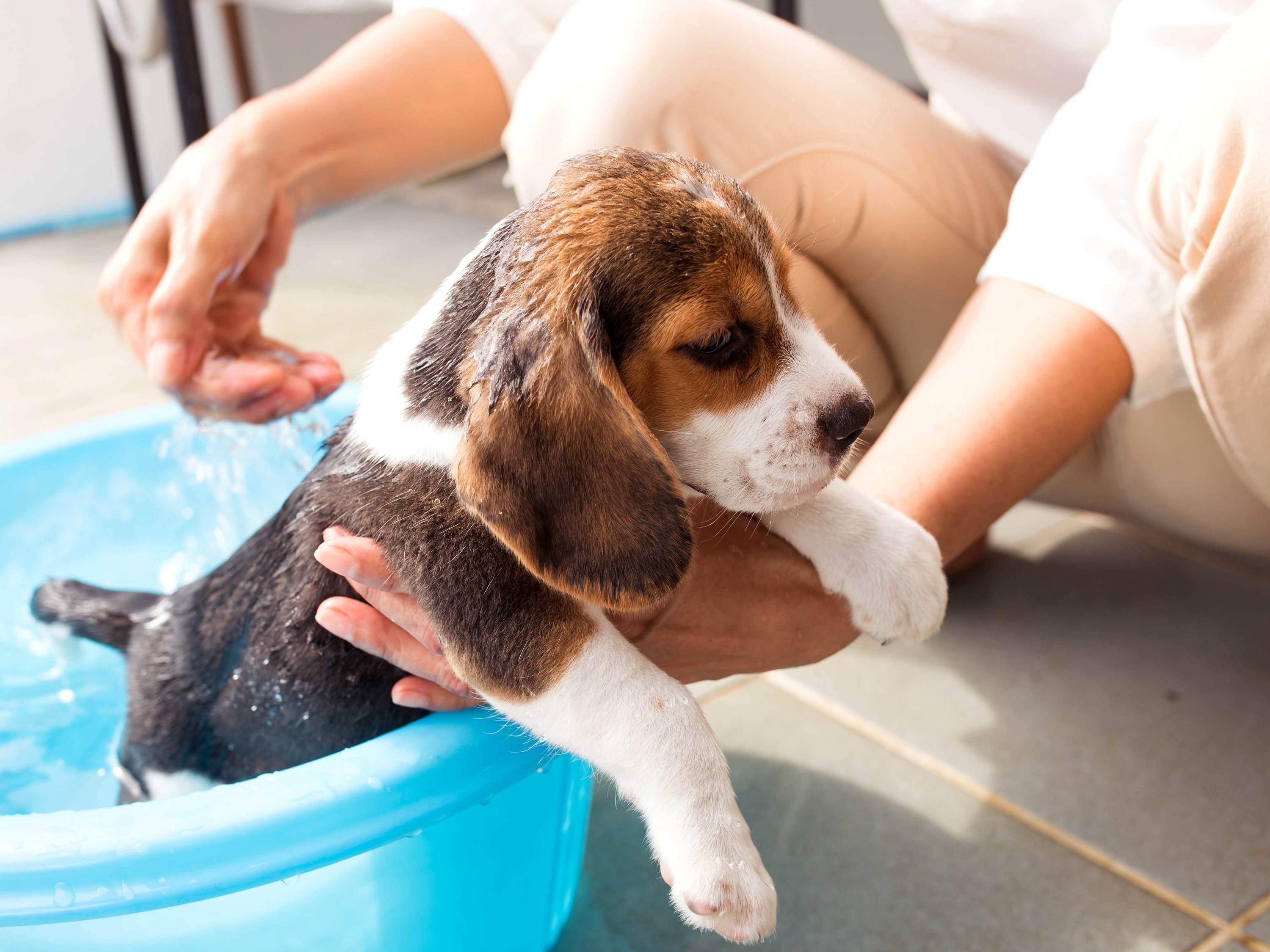 Как и чем правильно помыть собаку?