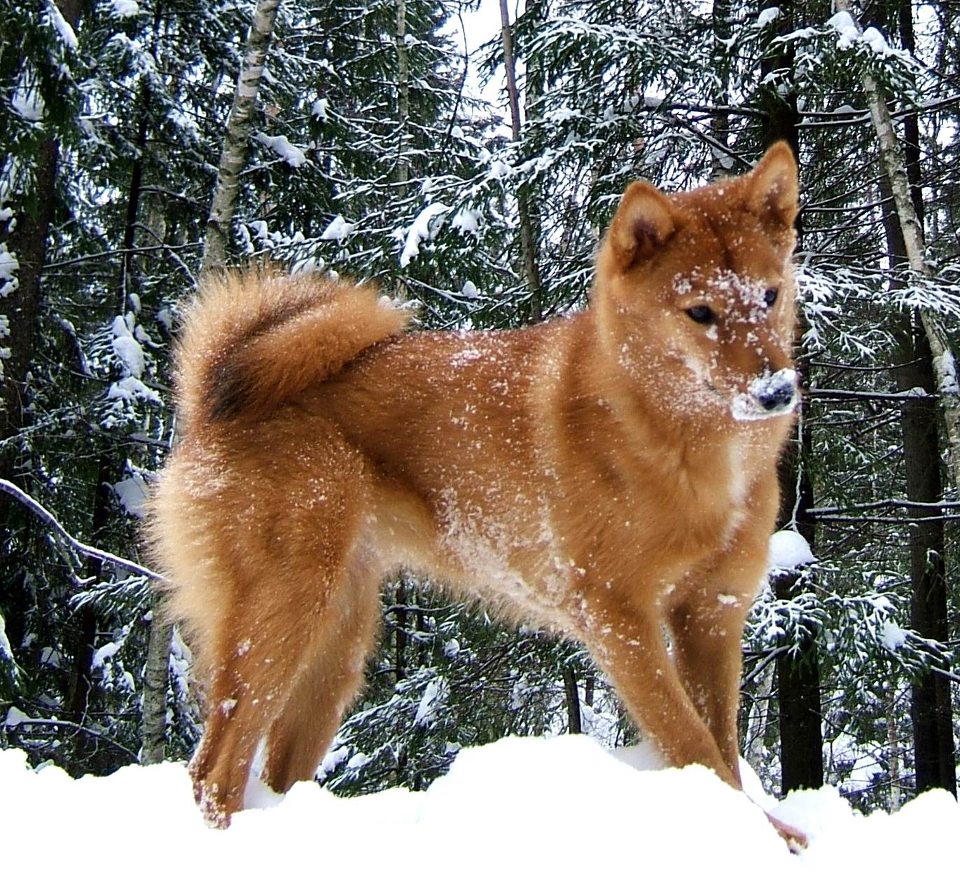 Карело-финская лайка: фото собаки, описание породы и отзывы