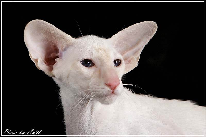 Кошки с большими ушами: породы и их описание