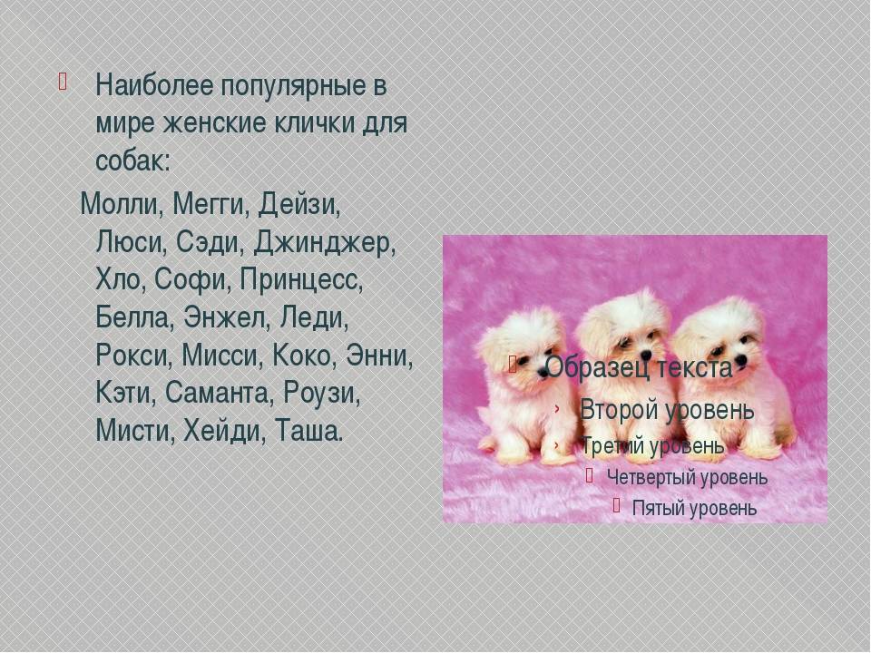 Клички для маленьких пород собак девочек | сайт зовут zovut.com