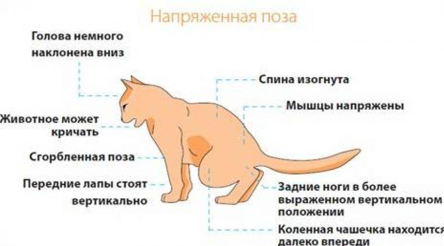 Кровь в кале у кота: 7 причин, последствия, лечение крови в стуле котенка или взрослой кошки
