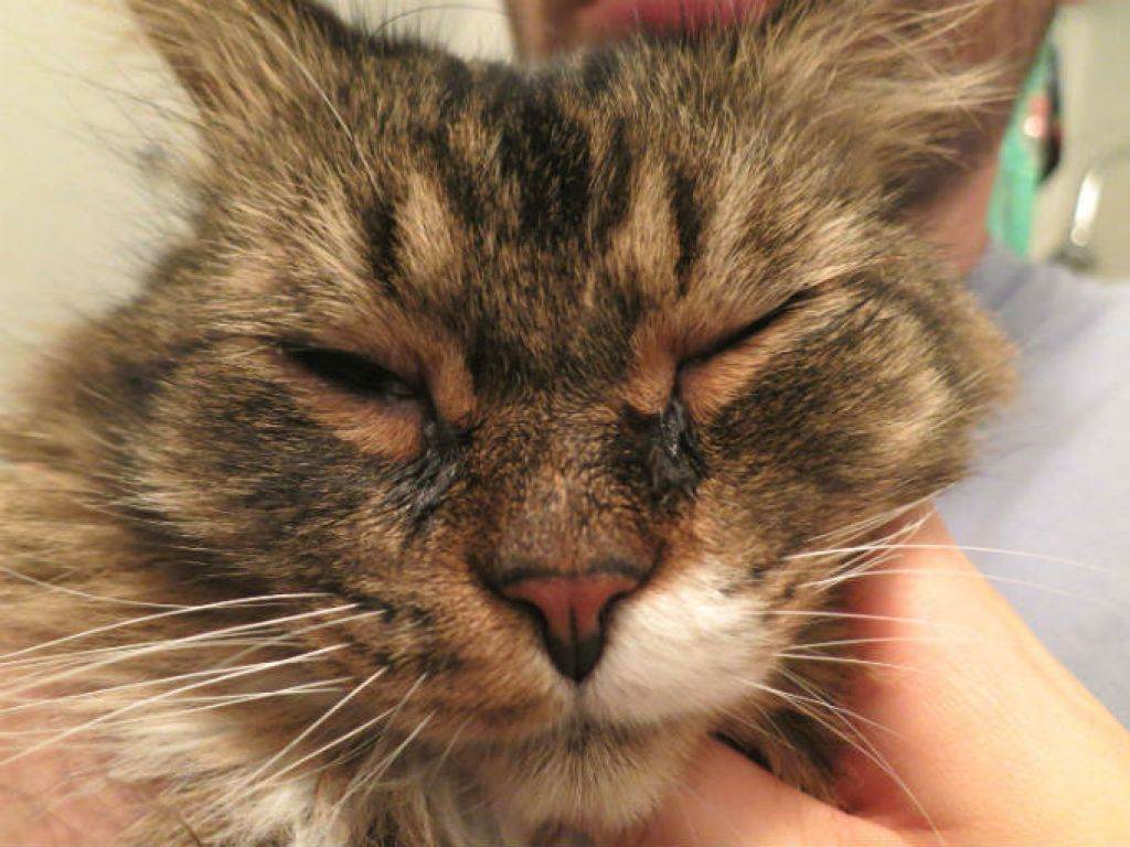 Симптомы и лечение глазных болезней у кошек, фото глаз больных животных