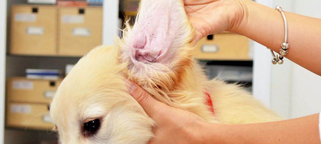 ❶ ушной клещ у собаки (отодектоз) - как выгляди и чем лечить